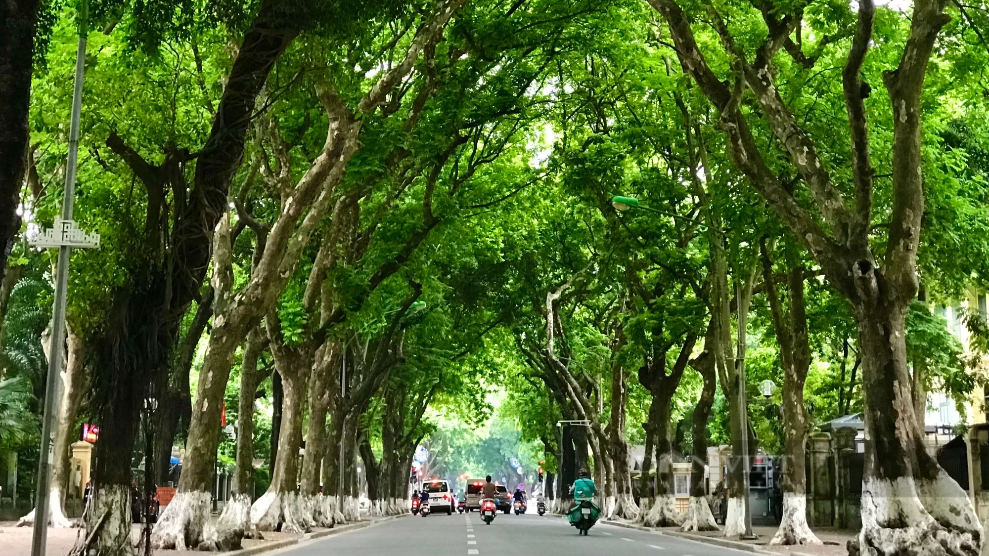 Sấu Hà Nội