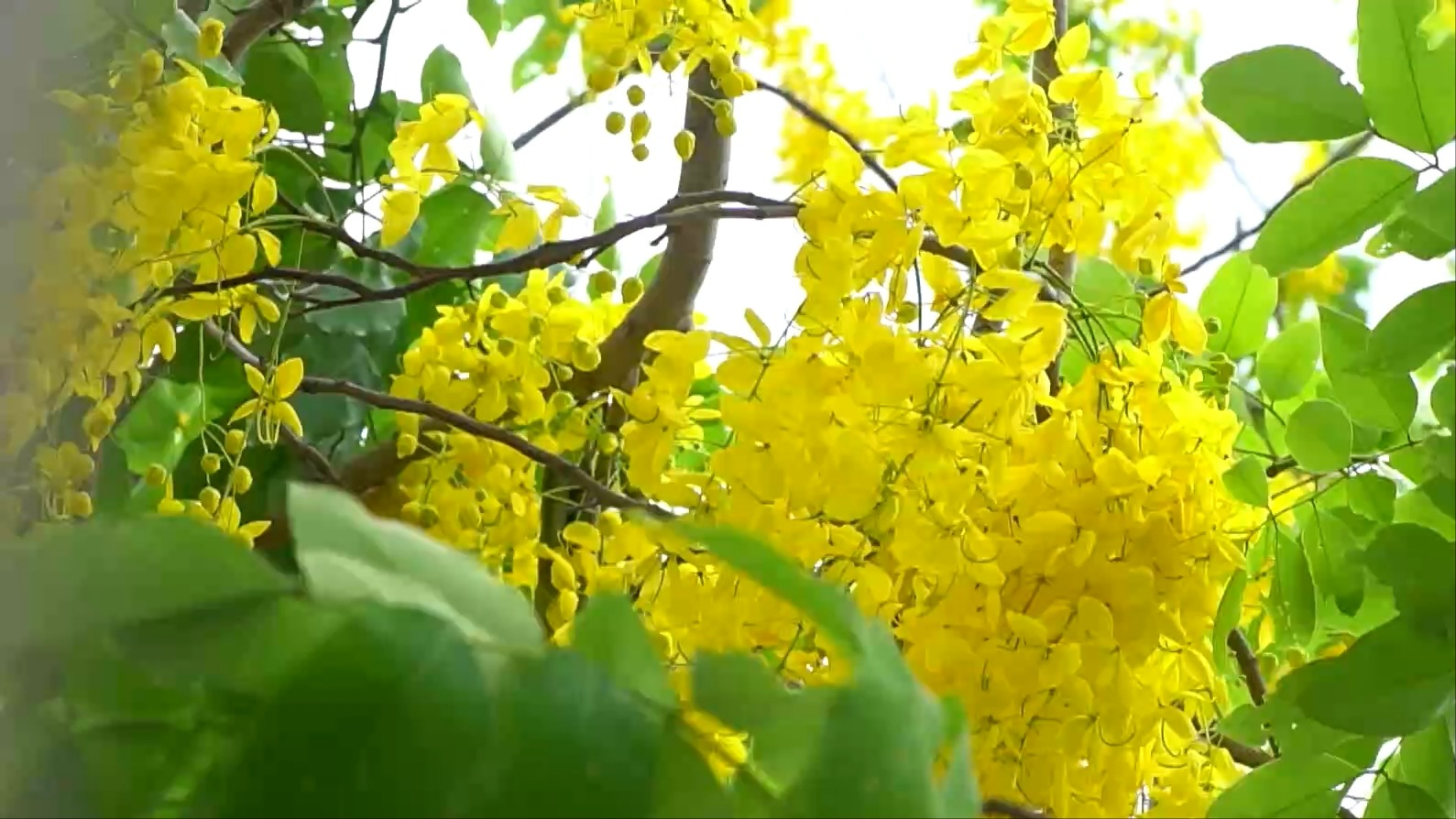 Hoa muồng hoàng yến nở rộ bên đường ven hồ Tây