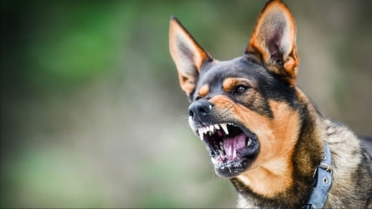 Hà Nội ghi nhận thêm ổ dịch dại trên chó