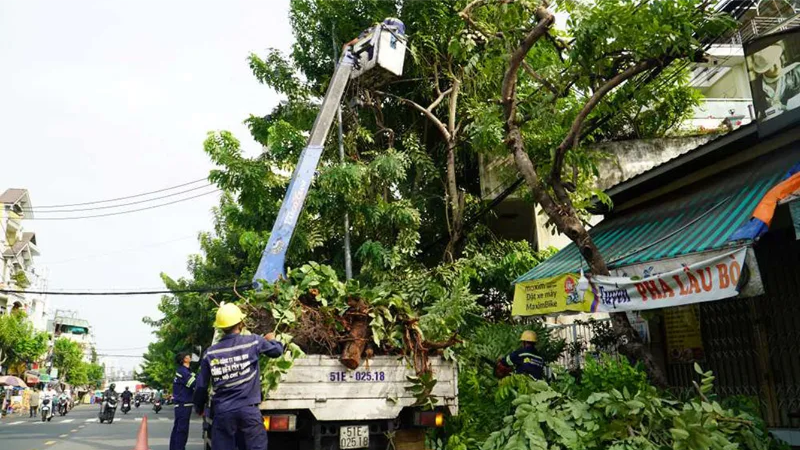 Hà Nội cắt tỉa hơn 35.000 cây xanh trước mùa mưa bão