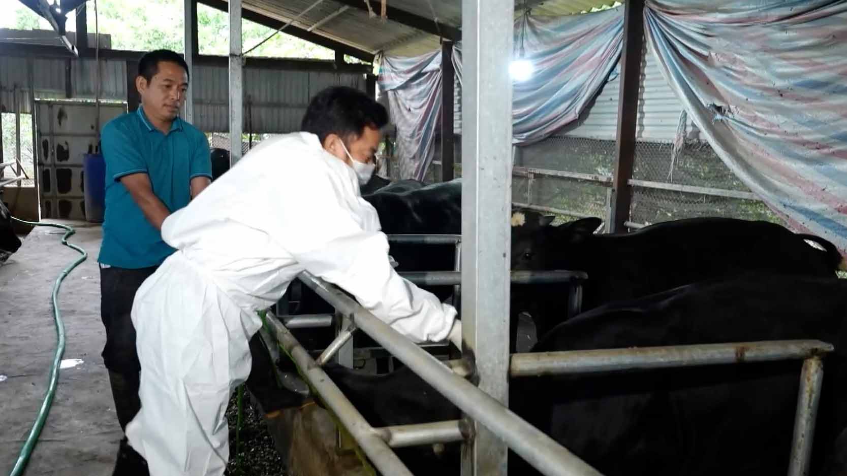 Hà Nội tập trung phòng dịch trên đàn gia súc, gia cầm