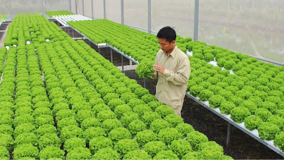 Hà Nội khuyến khích tập trung đất đai phát triển sản xuất quy mô lớn
