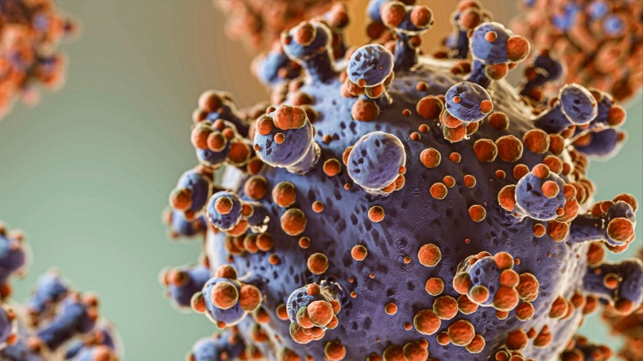 Bộ Y tế lên tiếng về virus Hanta sau chùm ca tử vong trên tàu du lịch nước ngoài