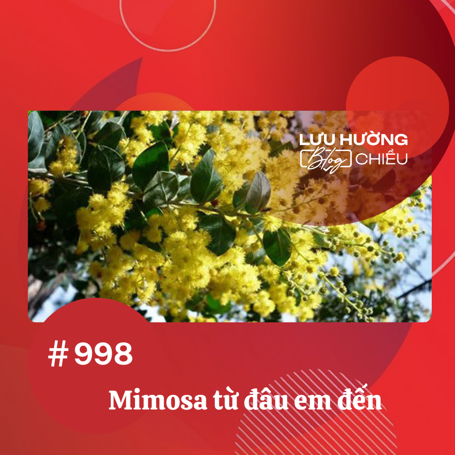 Mimosa từ đâu em đến