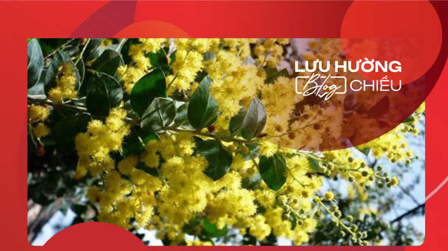 Mimosa từ đâu em đến