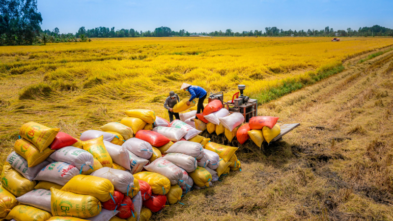 Giá gạo xuất khẩu tăng trở lại sau thời gian dài lao dốc