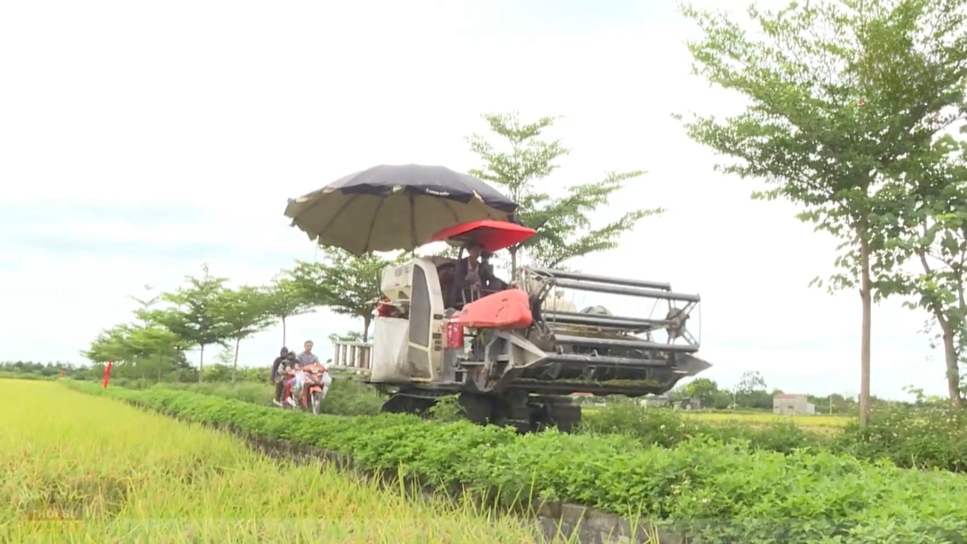 Nhân rộng mô hình sản xuất lúa hữu cơ trên địa bàn Thủ đô