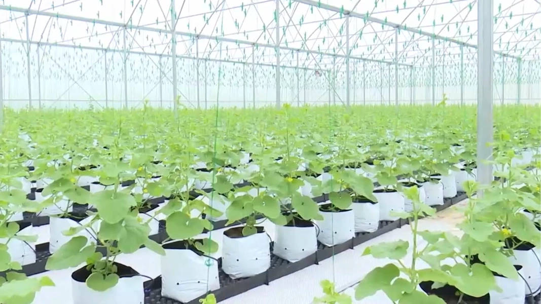 Nông nghiệp đa giá trị: Khai mở tiềm năng từ đồng đất | Nông nghiệp nông thôn | 11/06/2026