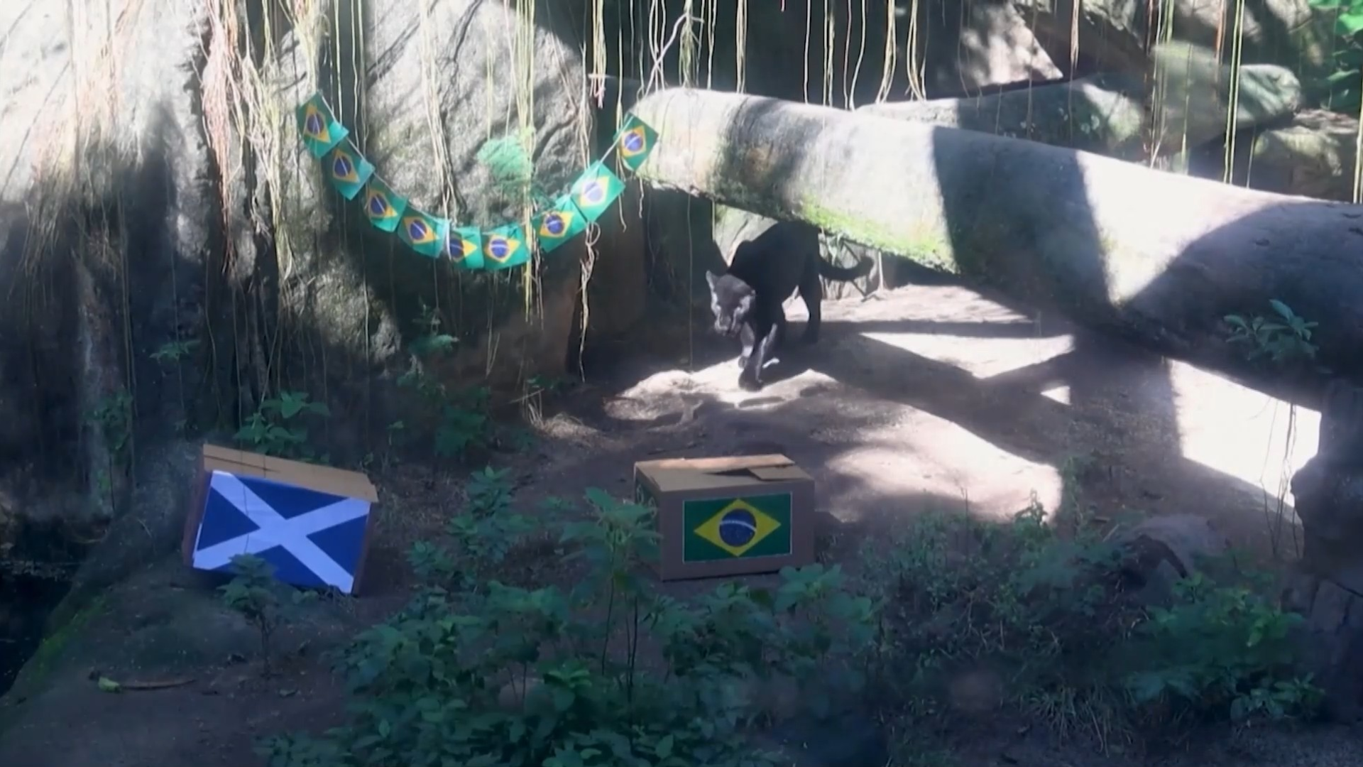 Báo đốm tiên tri dự đoán Brazil thắng Scotland