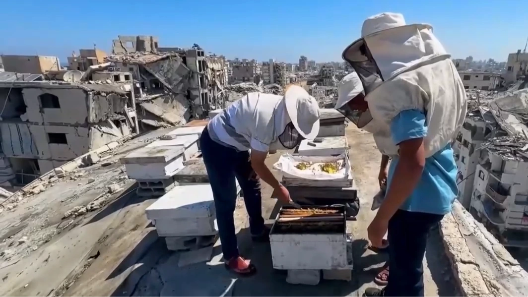 Gaza: Nỗ lực khôi phục ngành nuôi ong từ đống đổ nát