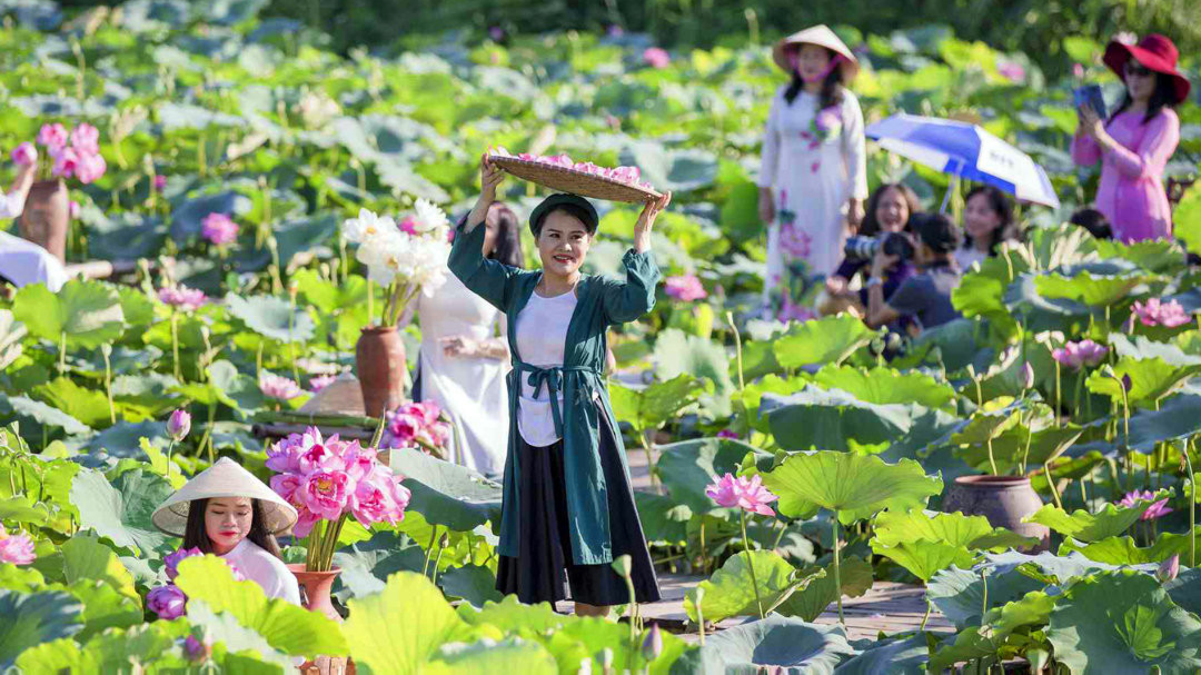 Hương sắc sen Hà Nội hút khách dịp cuối tuần