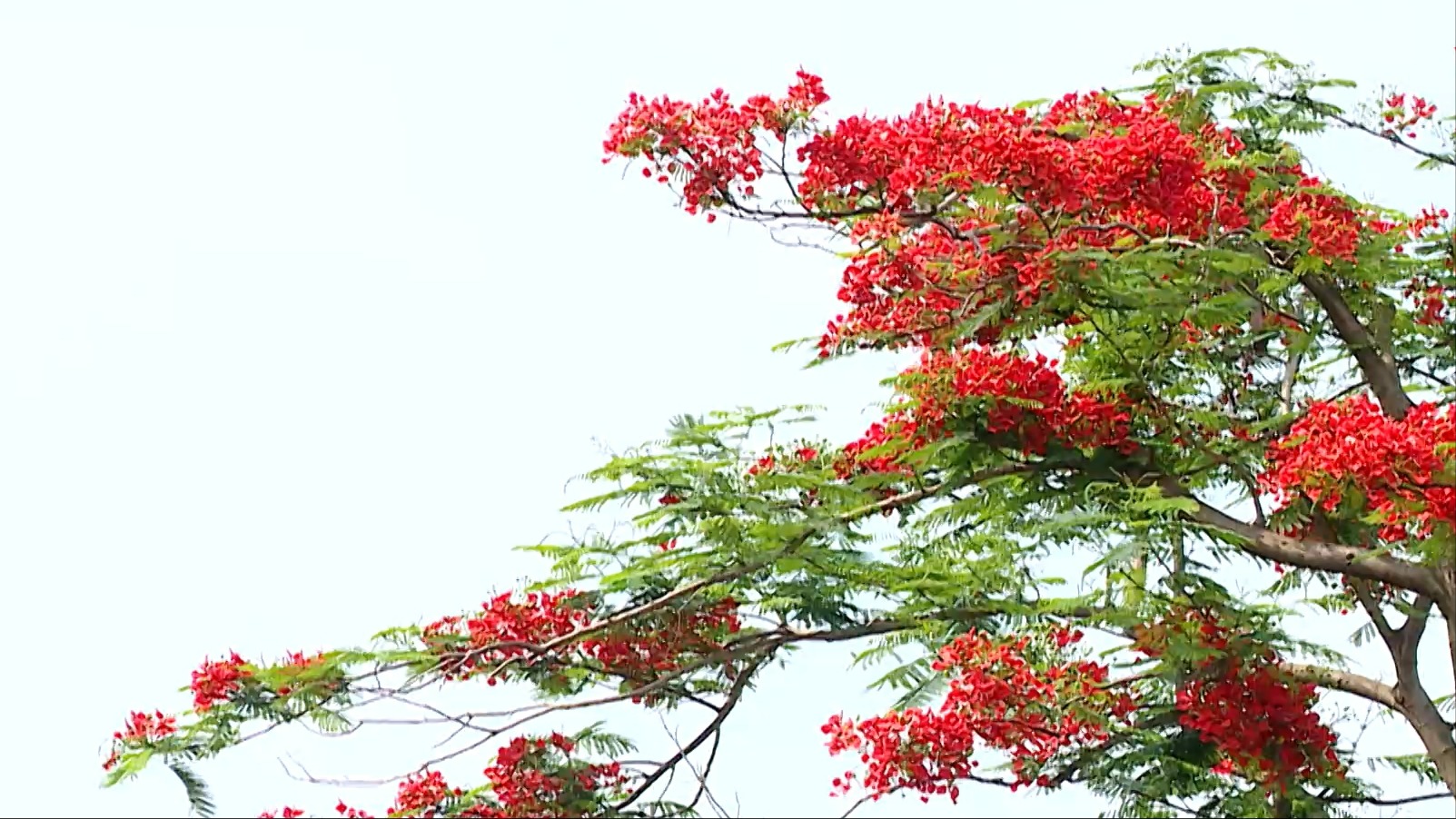 Muôn hoa khoe sắc đường ven hồ Tây