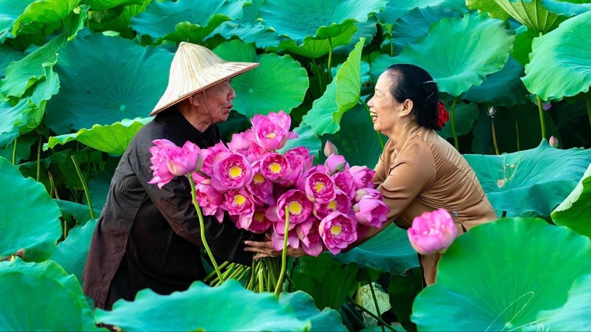Niềm vui khi mùa sen về 