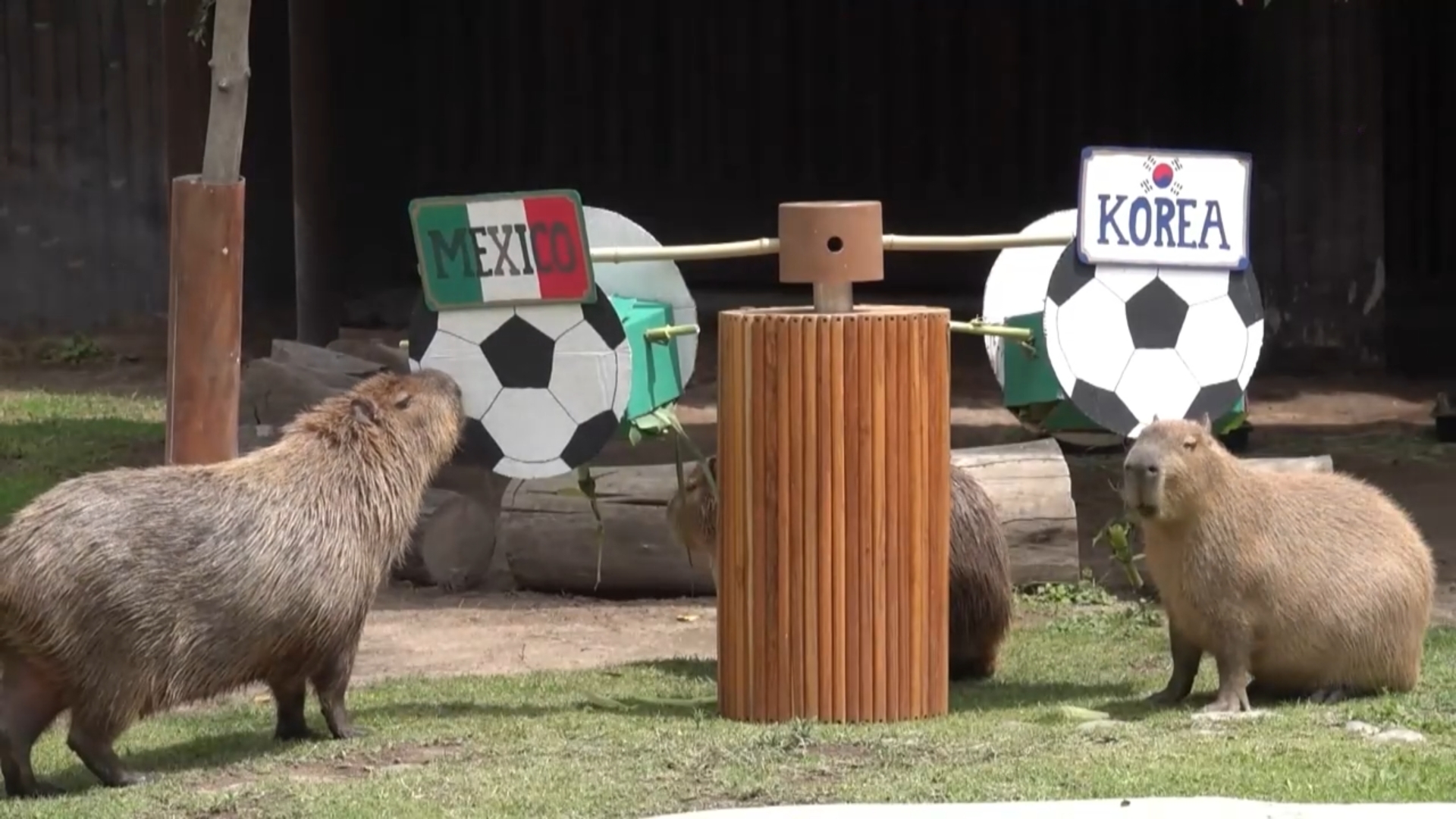 Vườn thú ở Mexico tràn ngập không khí World Cup
