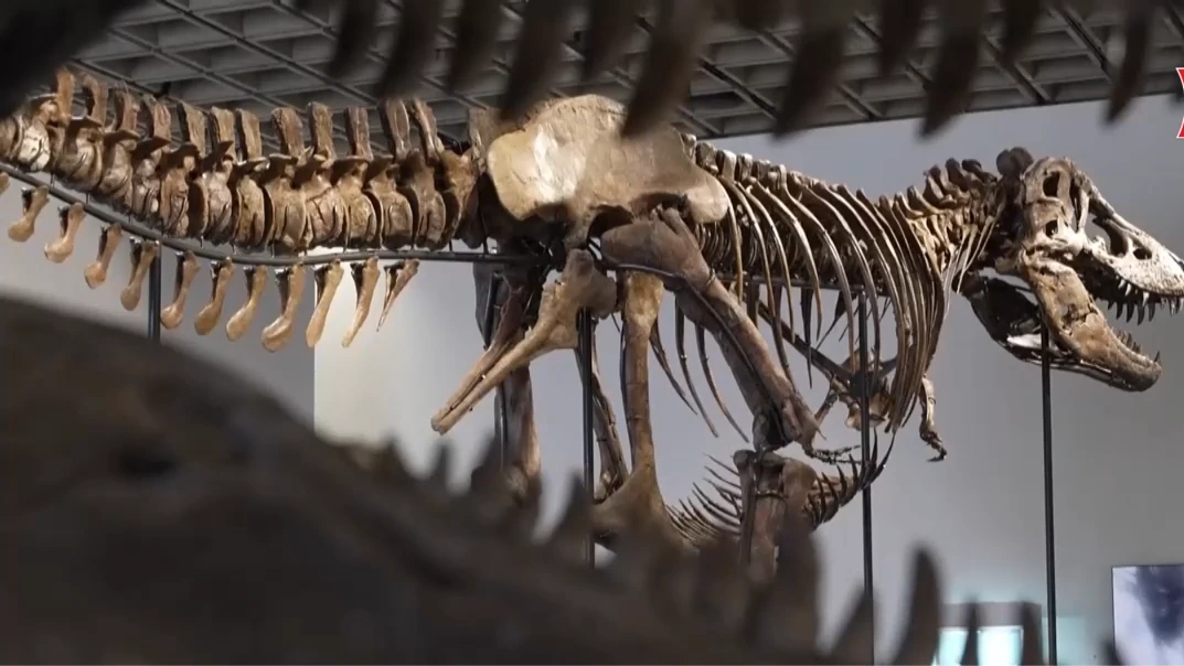 Bộ xương khủng long T-rex lập kỷ lục đấu giá