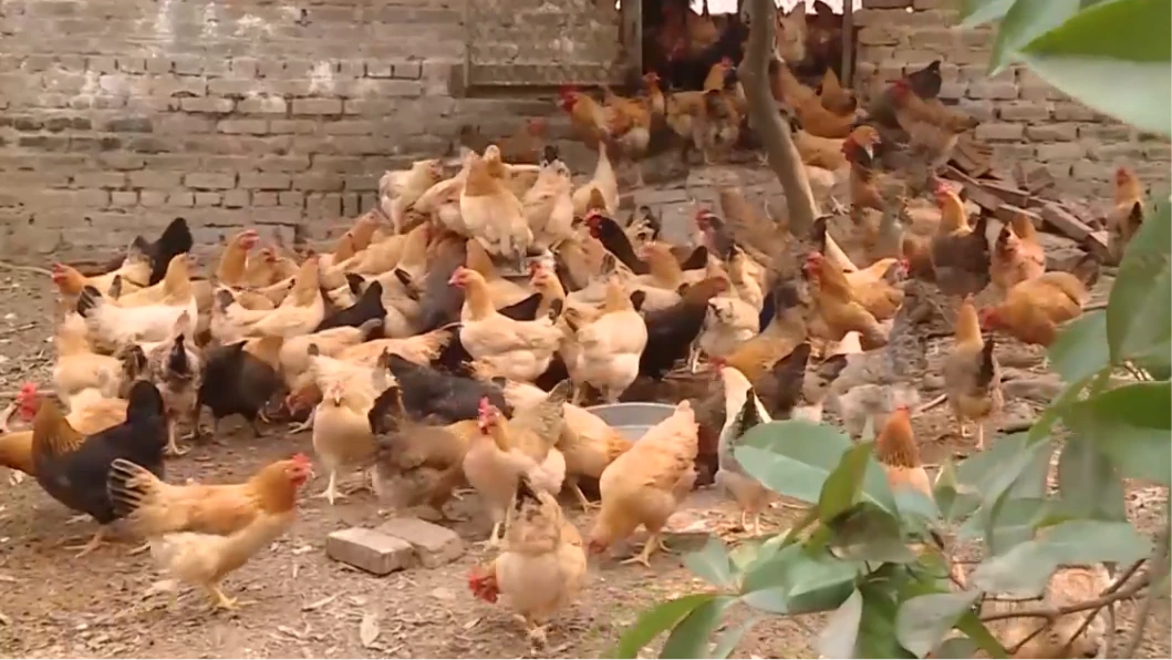 Chăn nuôi ít phát thải | Sản xuất xanh - Năng lượng sạch | 25/07/2026