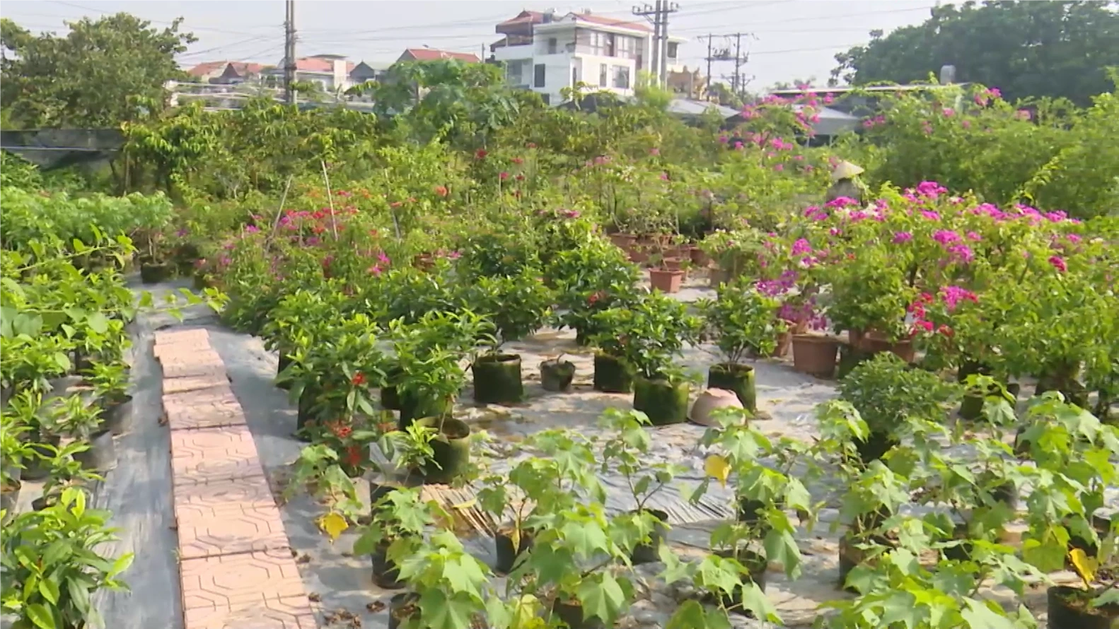 Đa lợi ích từ phát triển sinh vật cảnh | Nông nghiệp nông thôn | 31/07/2026