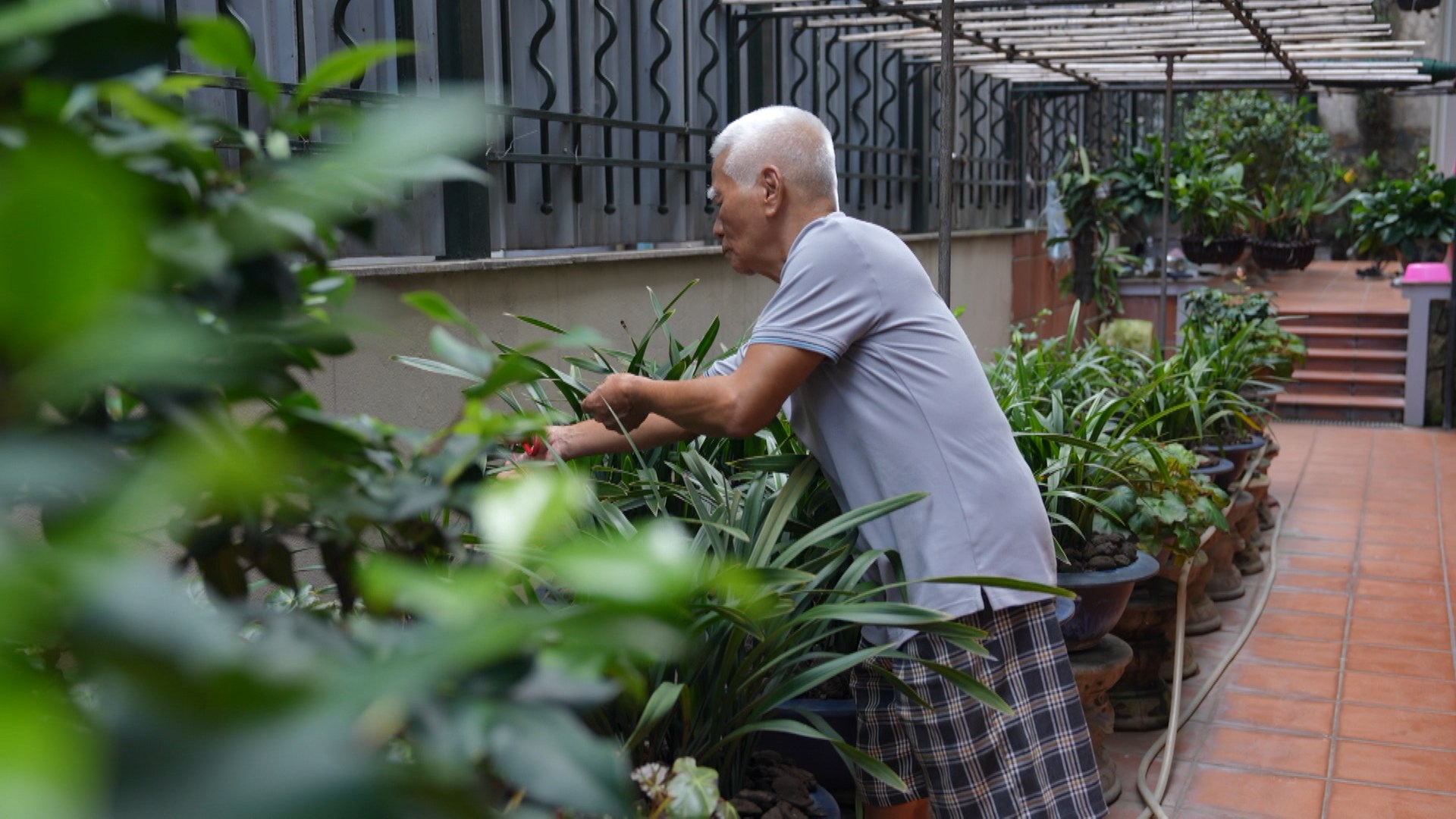 Đón ngày mới với thú vui cây cảnh