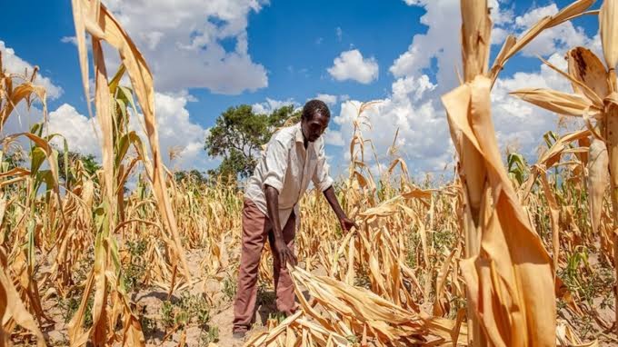 FAO cảnh báo El Nino tác động mạnh đến Mỹ Latinh