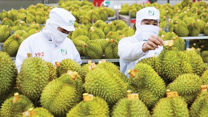 Ấn Độ chính thức mở cửa cho sầu riêng Việt Nam