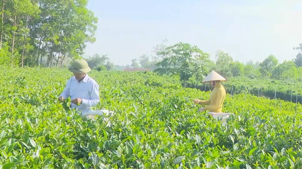 Phát triển các sản phẩm thế mạnh | Nông nghiệp nông thôn | 13/07/2026