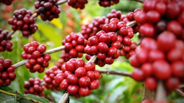 Xuất khẩu Brazil sang Mỹ lao dốc do thuế quan