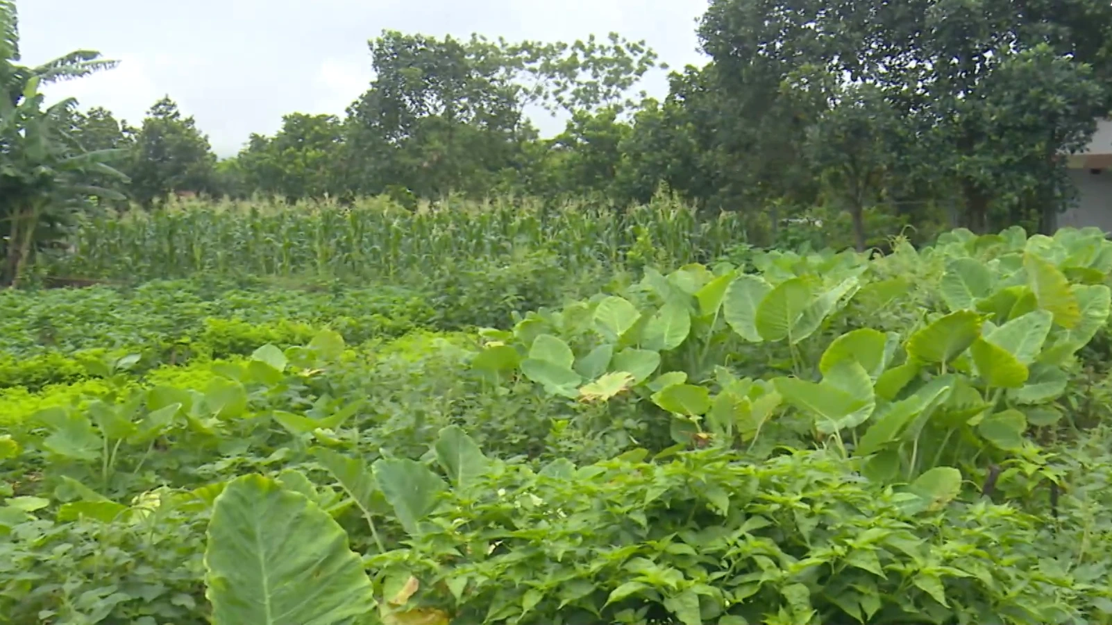 Hơn 4.000 ha đất nông, lâm trường chưa bàn giao