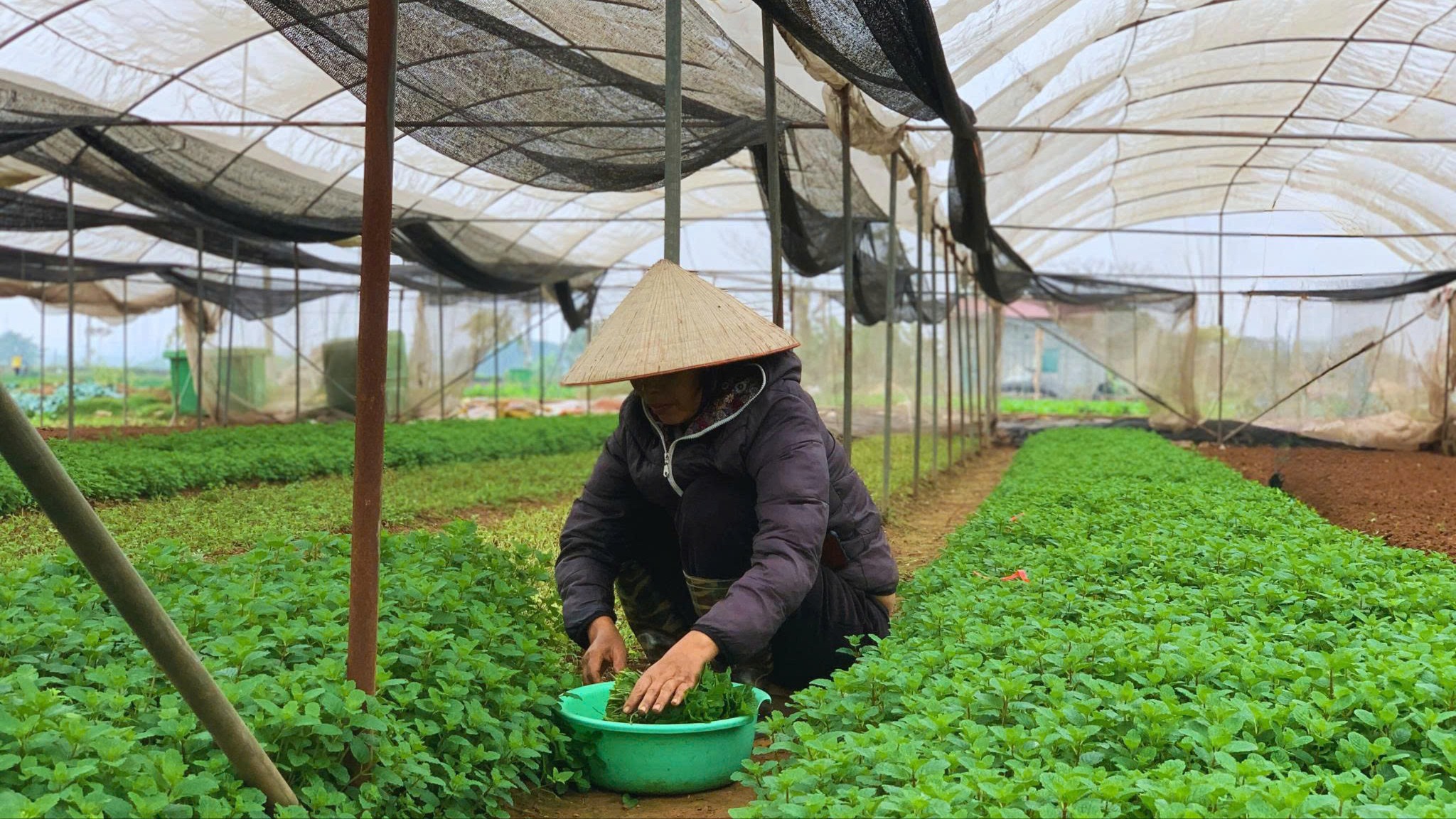 Hà Nội nâng cao năng lực cho các hợp tác xã nông nghiệp