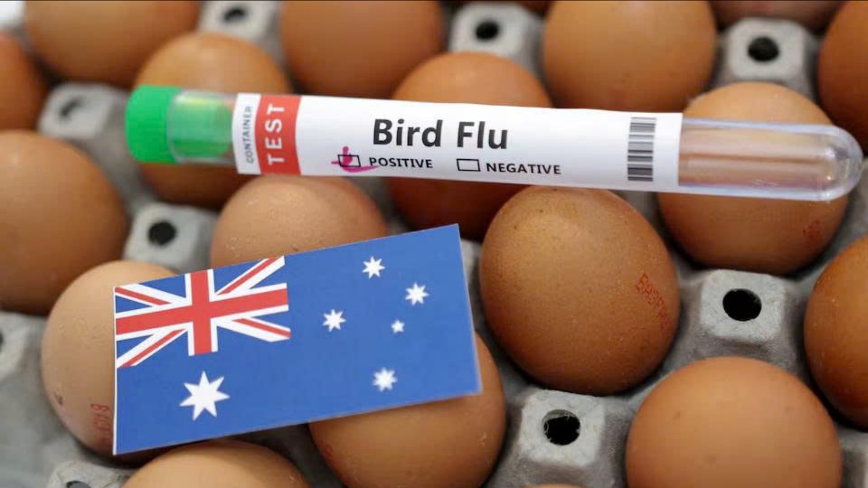 Australia xác nhận ca nhiễm H5N1 ở động vật có vú
