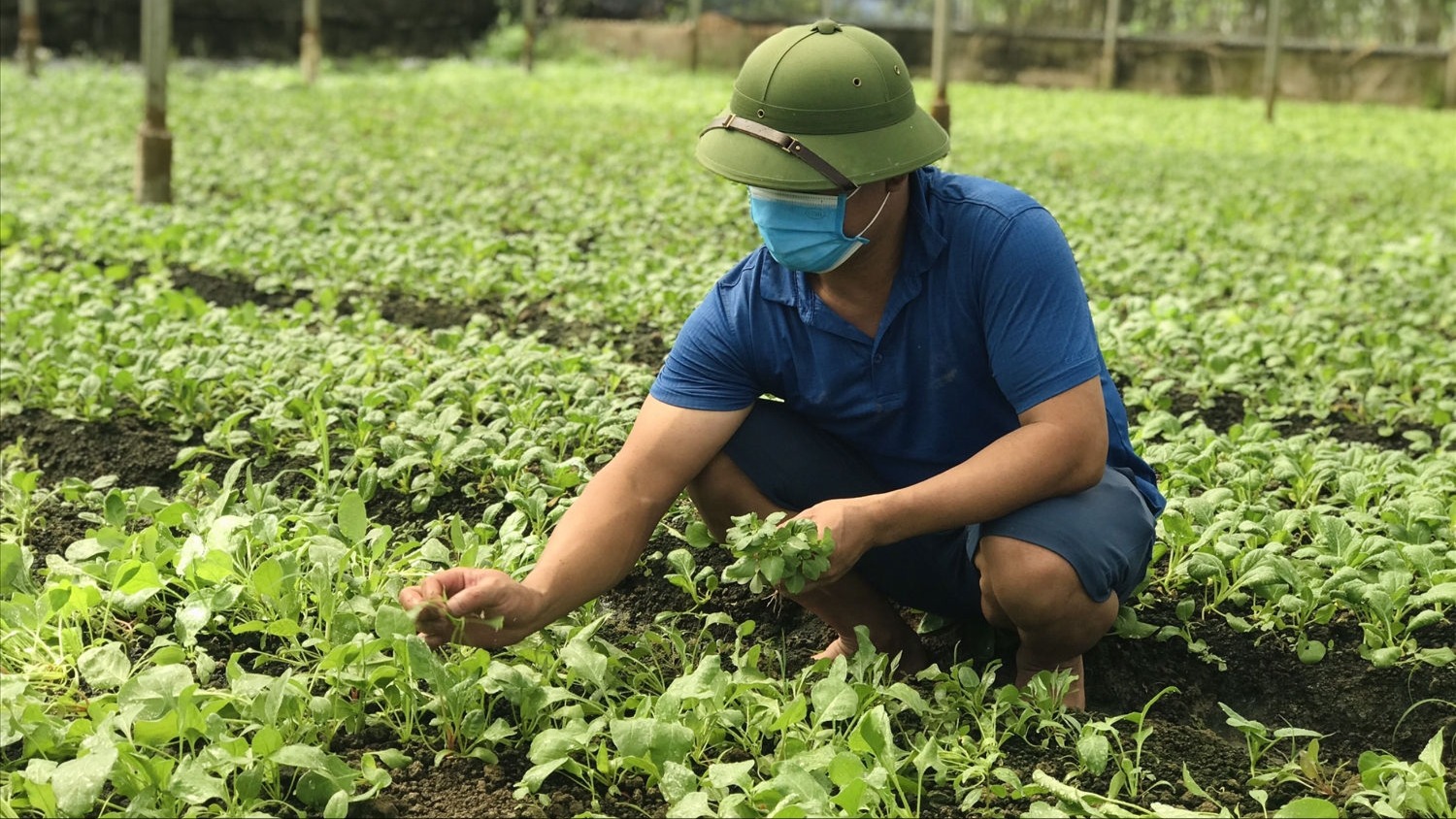 Nông nghiệp Thủ đô: Không chỉ xanh hơn mà phải giá trị hơn