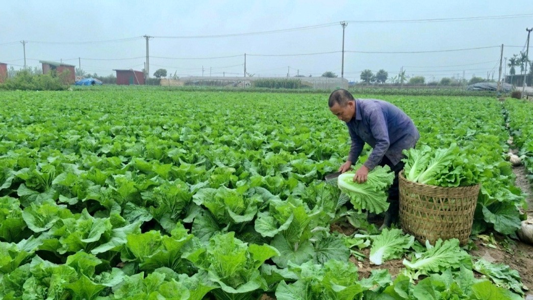 Từ Nghị quyết Đại hội đến những đổi thay trên đồng ruộng Hà Nội