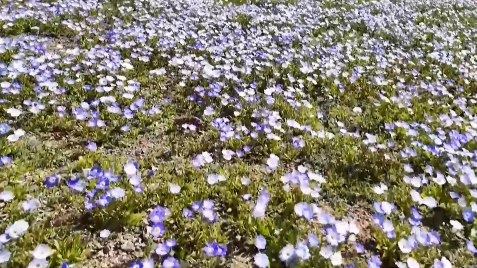 Bắt đầu mùa hoa nở trên sa mạc Atacama (Chile)