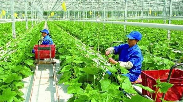 Hà Nội phấn đấu đi đầu về nông nghiệp công nghệ cao
