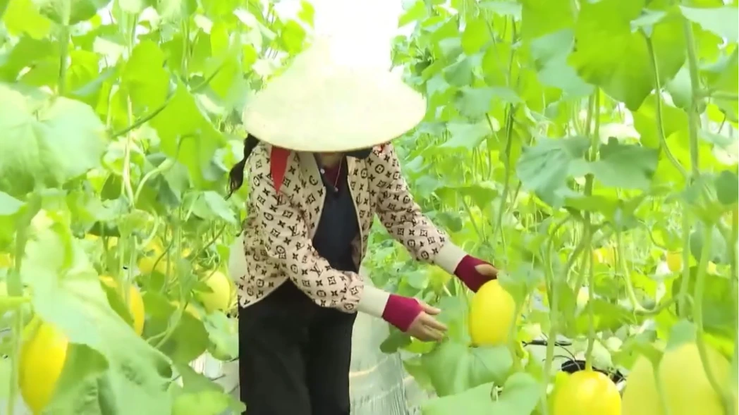 Giảm thời gian cấp mã số vùng trồng tạo lợi thế nông sản