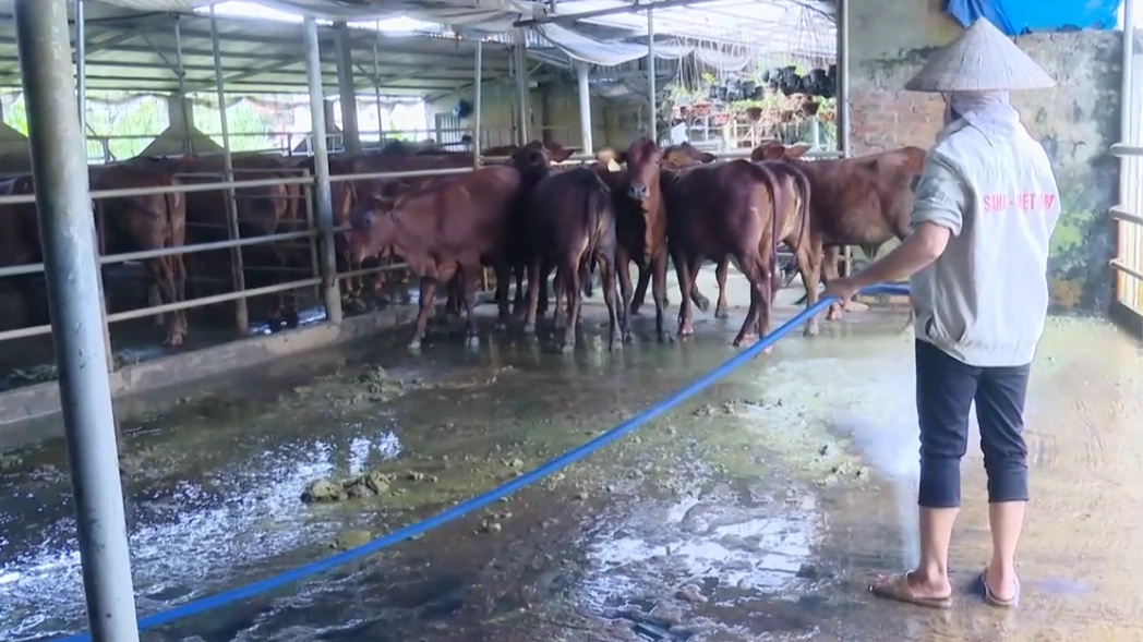 Chăn nuôi tuần hoàn giảm phát thải | Sản xuất xanh - Năng lượng sạch | 08/08/2026