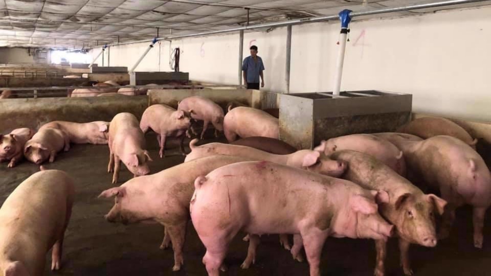 Giá lợn hơi giảm mạnh trong tháng 8