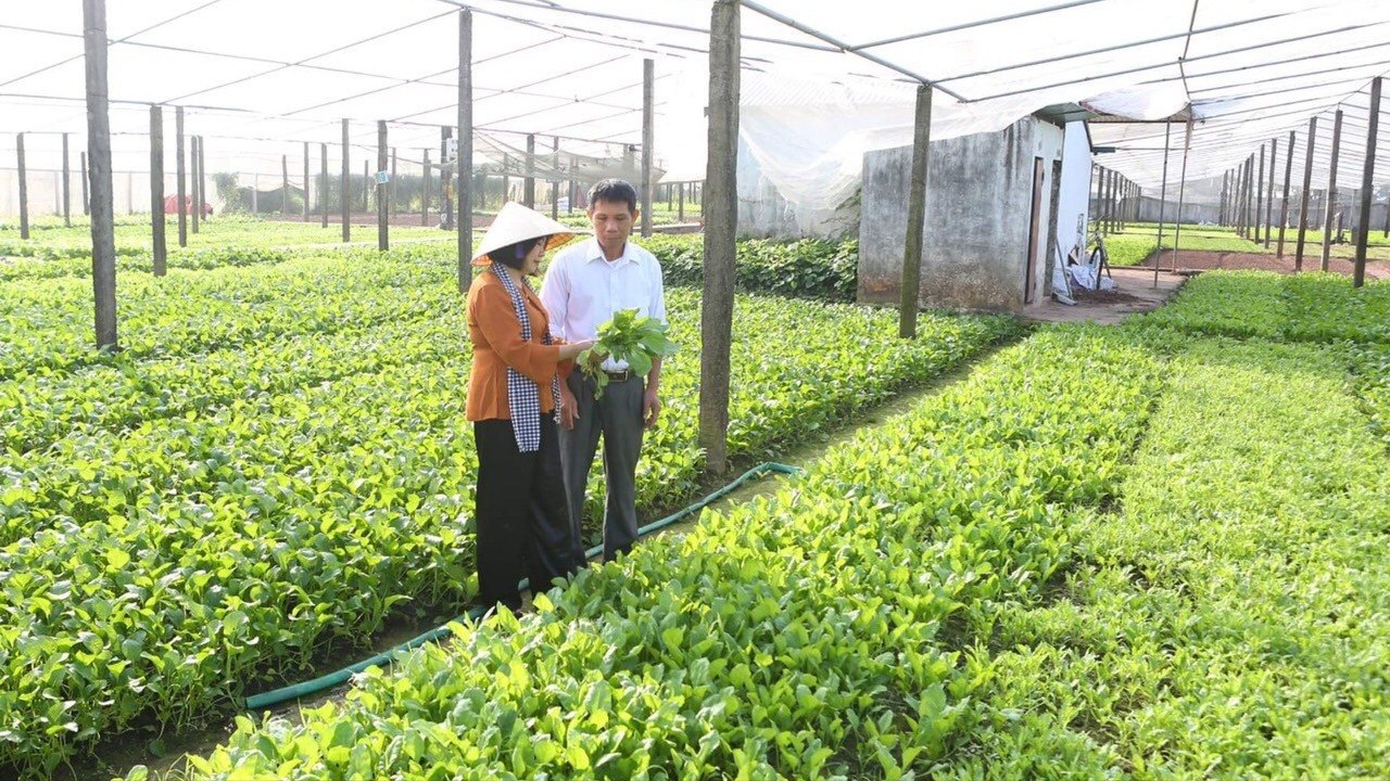 Kinh tế tập thể - hành trình thích ứng với giai đoạn mới | Nông nghiệp nông thôn | 03/09/2026