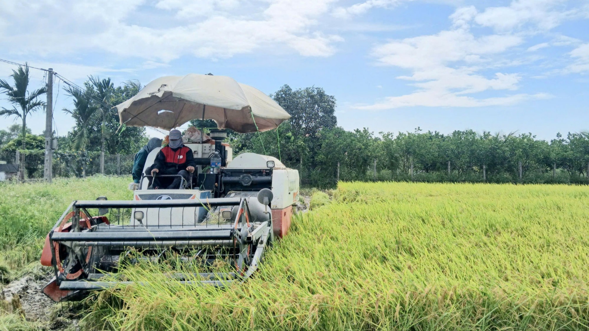 Quy định mới về kinh doanh xuất khẩu, nhập khẩu gạo