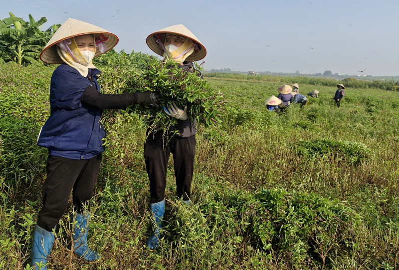 Đài PTTH Hà Nội