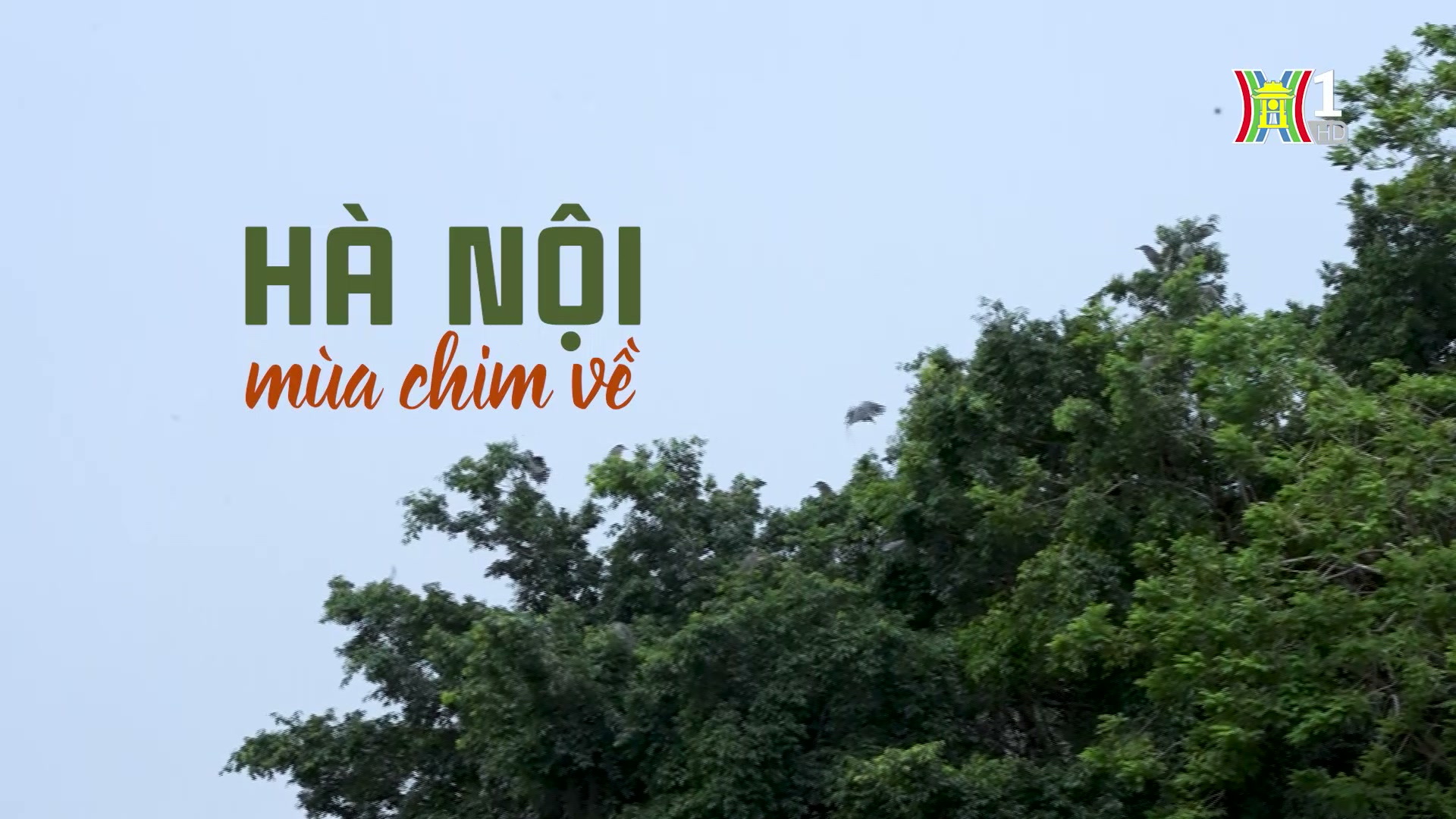 Hà Nội mùa chim về | Cuộc sống thành thị | 02/11/2024