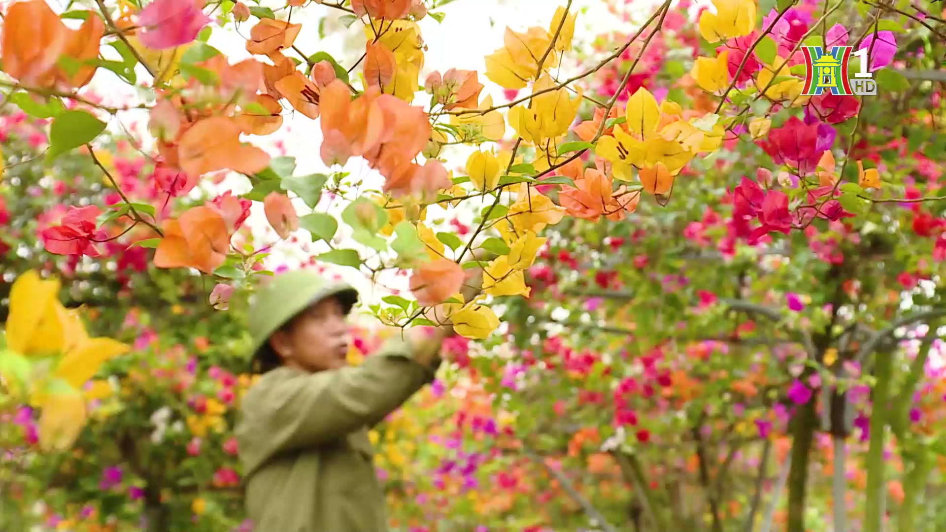 Sắc hoa giấy Phù Đổng