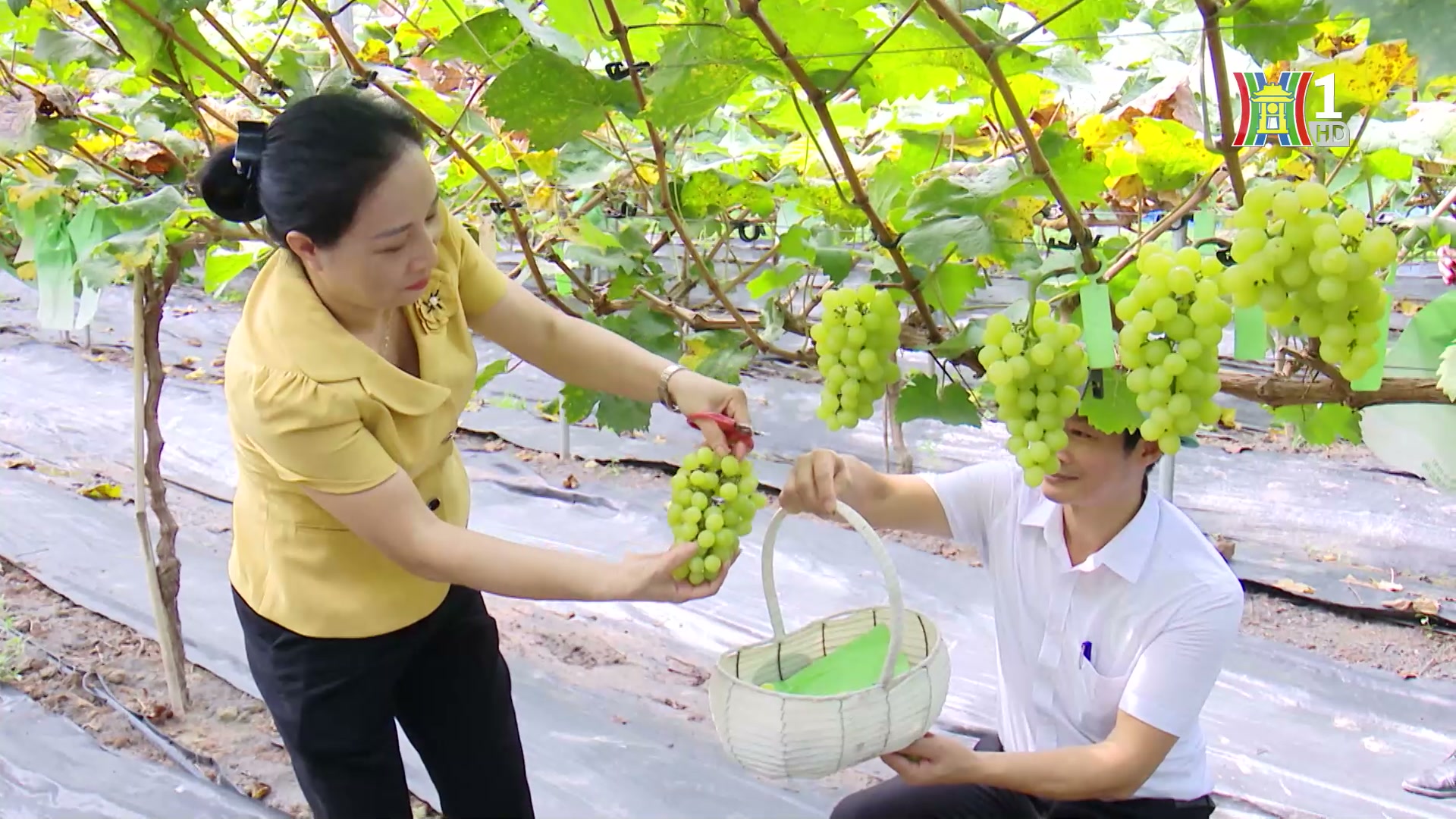 Phát triển nông nghiệp sinh thái | Chính quyền đô thị | 07/02/2025