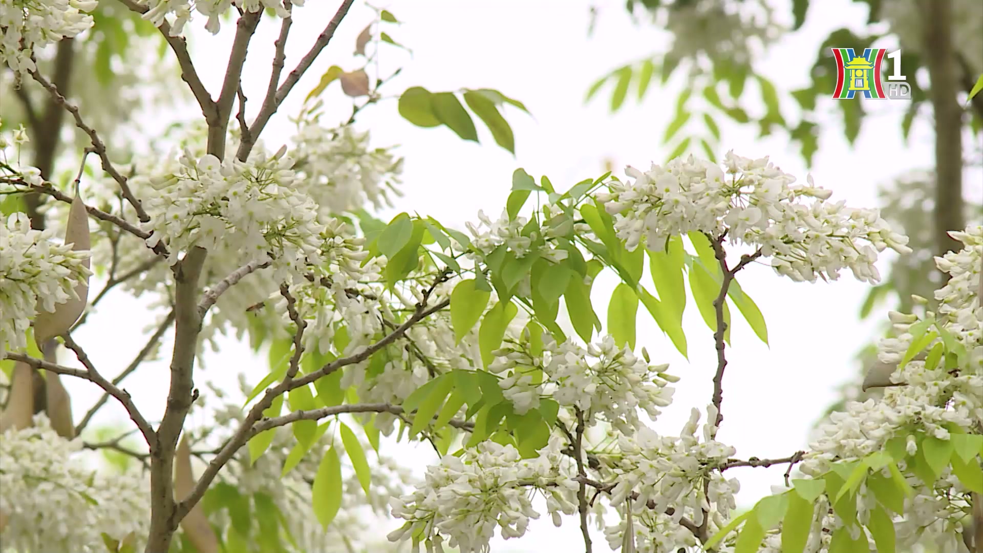 Hà Nội mùa hoa sưa trắng