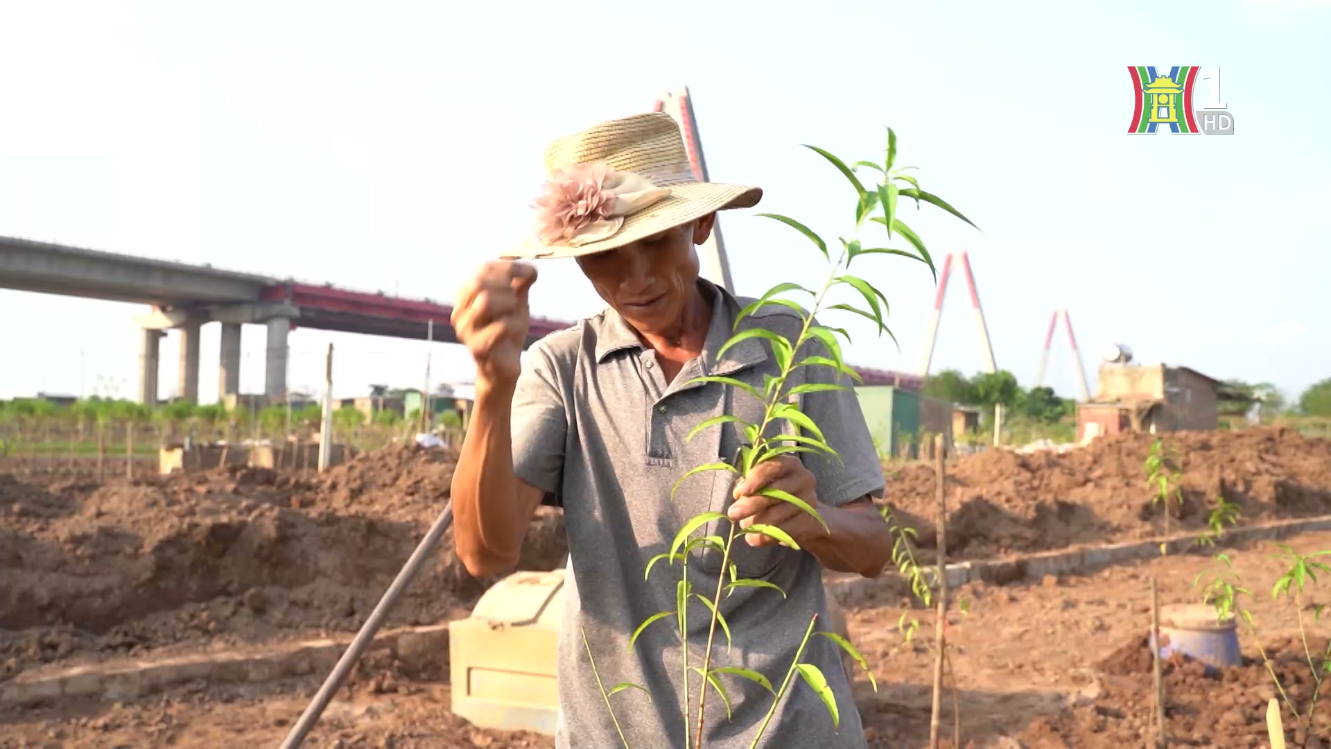 Làng đào Nhật Tân hồi sinh sau bão