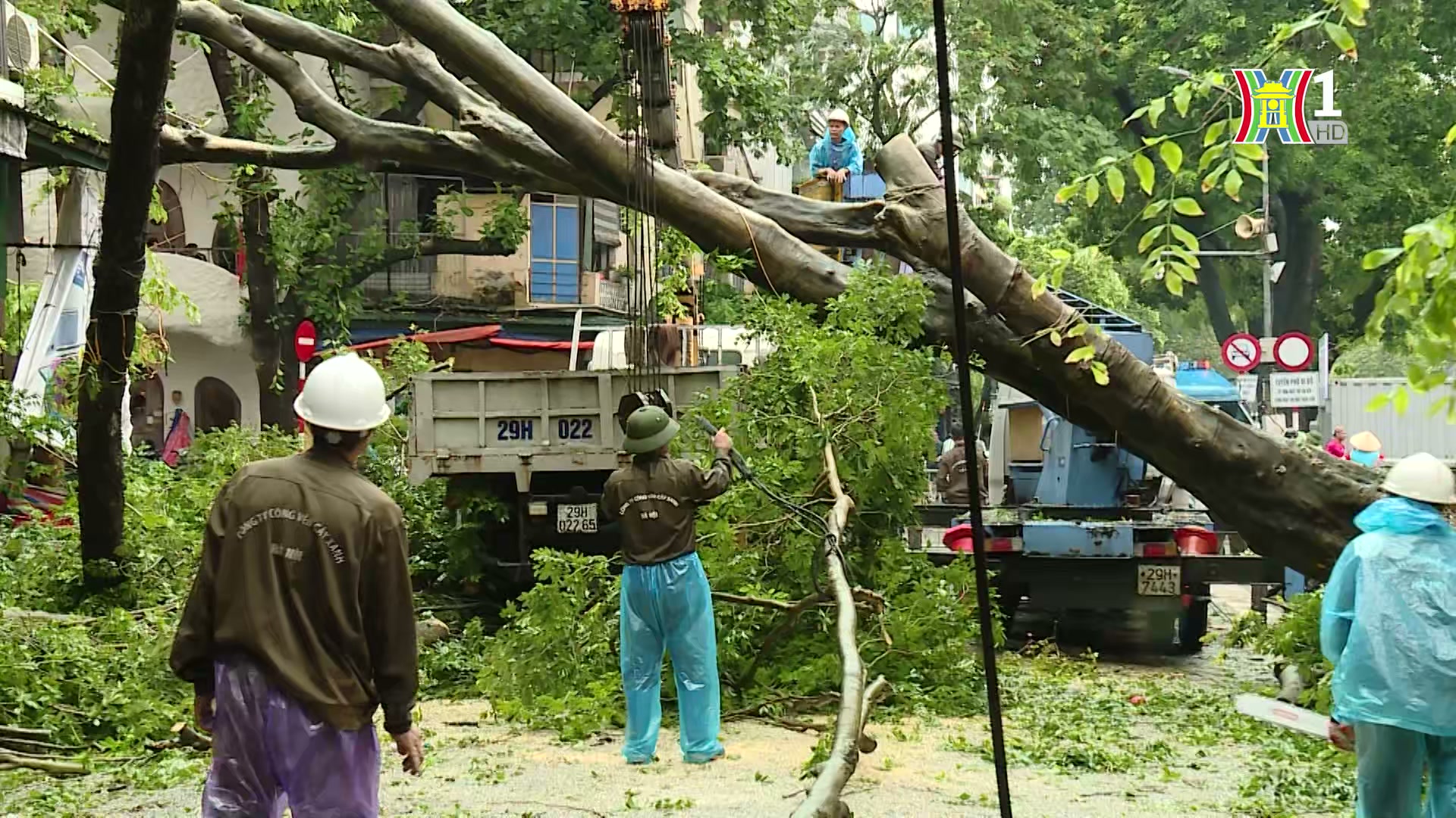 Giải pháp cho cây xanh gãy đổ sau bão | Chuyện đô thị | 14/09/2024