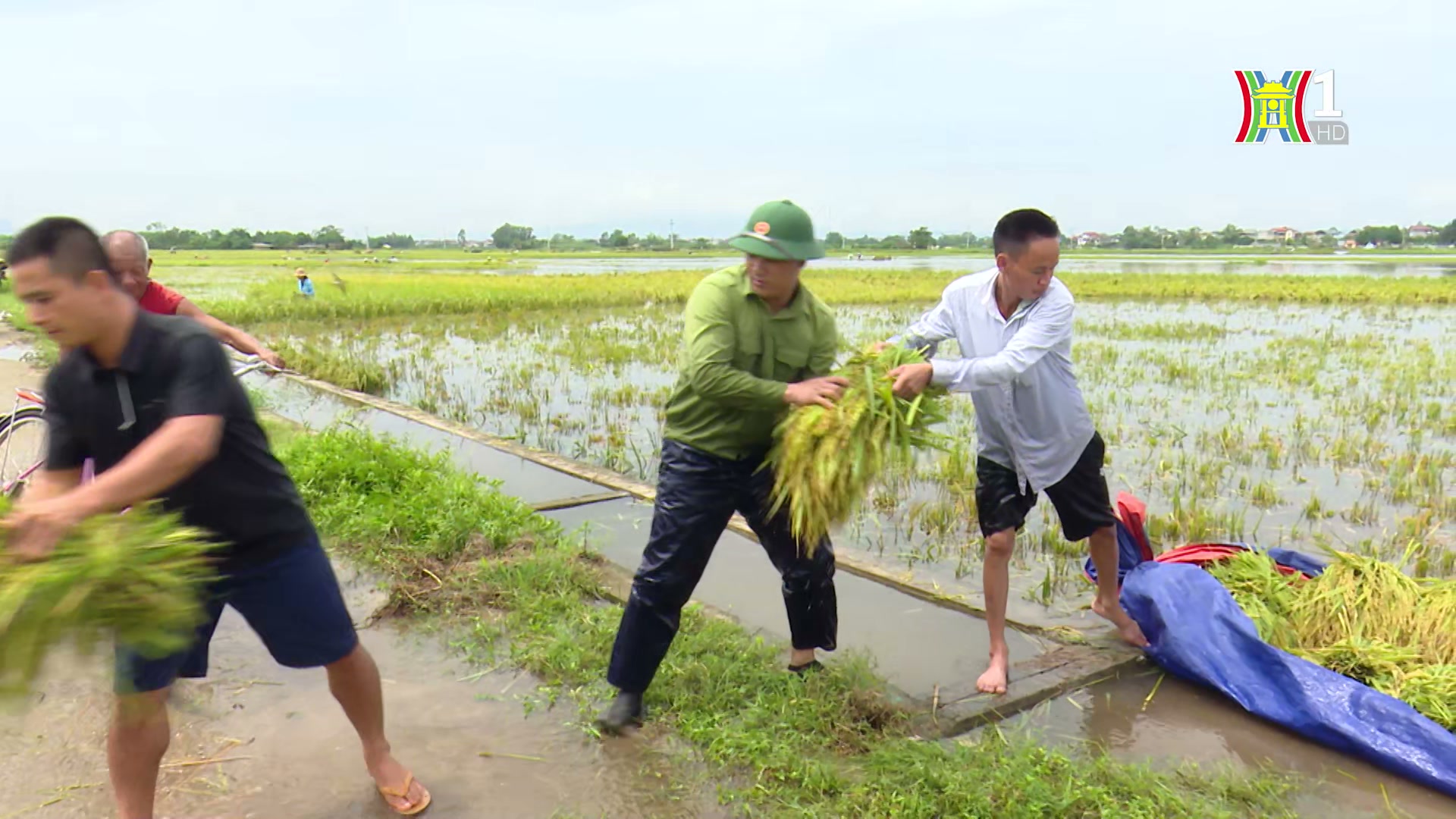 Đài Hà Nội