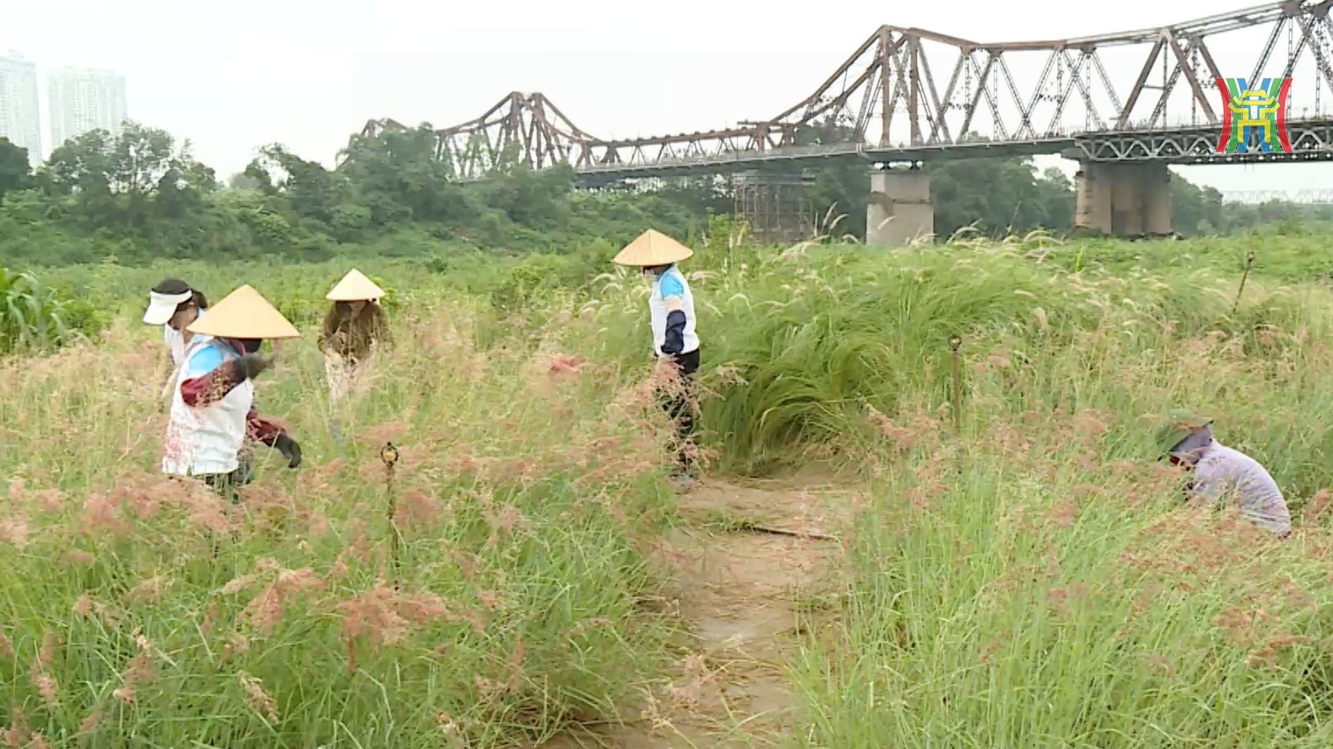 Bến hoa Phúc Xá rực rỡ sắc màu