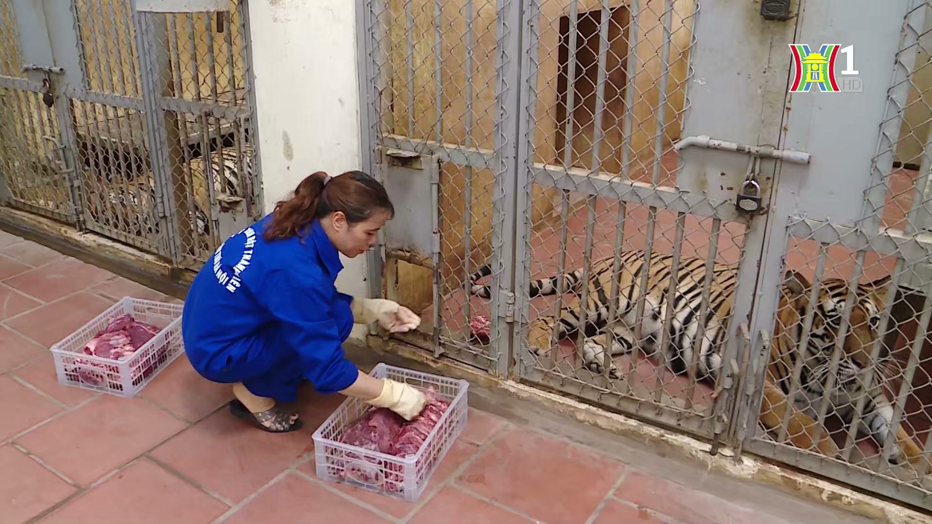 Người chăm sóc thú dữ ở vườn thú Hà Nội | Người tốt quanh ta | 21/08/2024