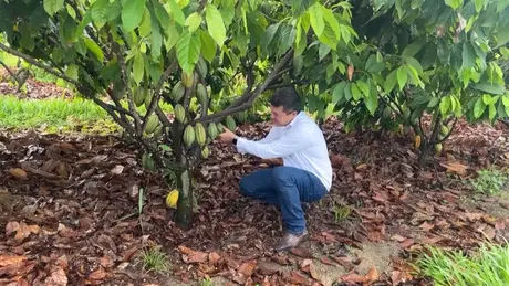 Người đàn ông Brazil mơ ước trở thành 'vua ngành cacao'