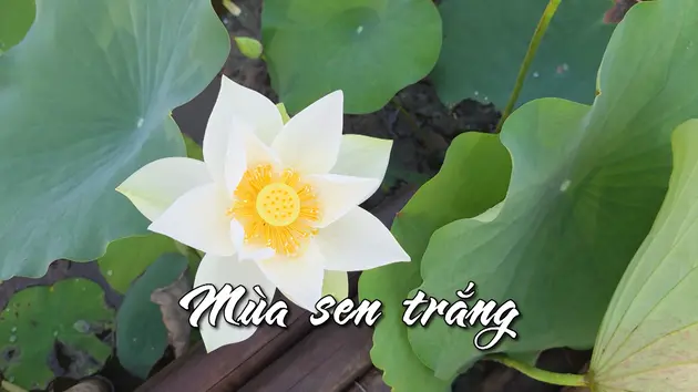 Mùa sen trắng | Nhịp sống Hà Nội | 01/06/2025